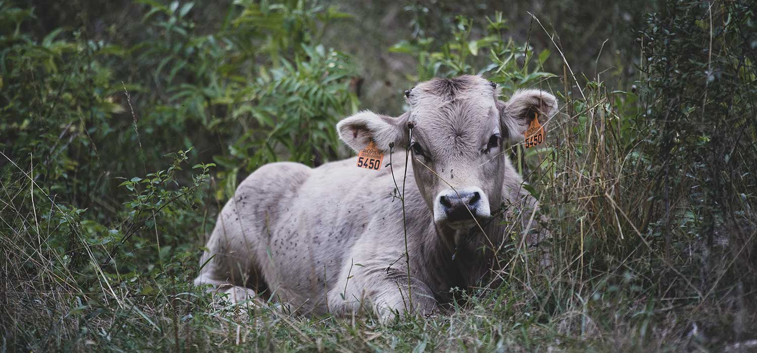 IGP Vedella dels Pirineus Catalans